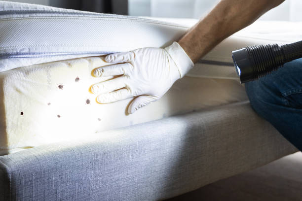 Best Emergency Pest Control  in Versailles, IN